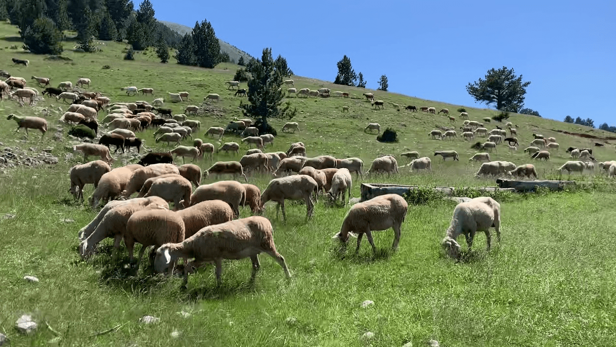 Konfirmohet rasti i parë në Kosovë i sëmundjes “Murtaja e Ruminantëve të Vegjël”