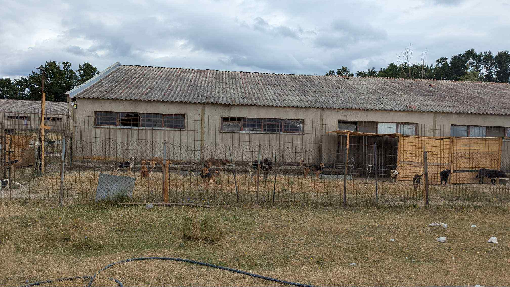 AUV: Mbyllen dy strehimore të qenve në Ferizaj