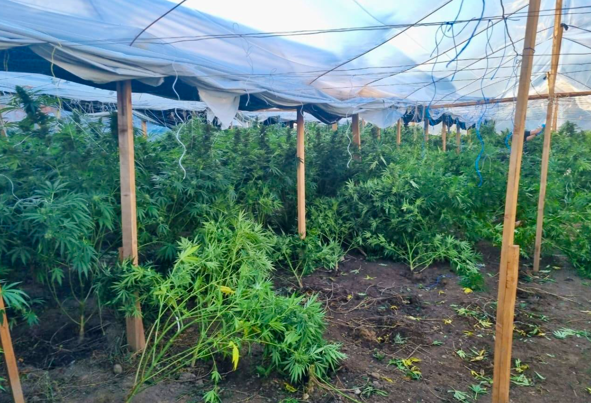 Kultivimi i kanabisit në Zhegovc, 30 ditë paraburgim për tre të dyshuarit