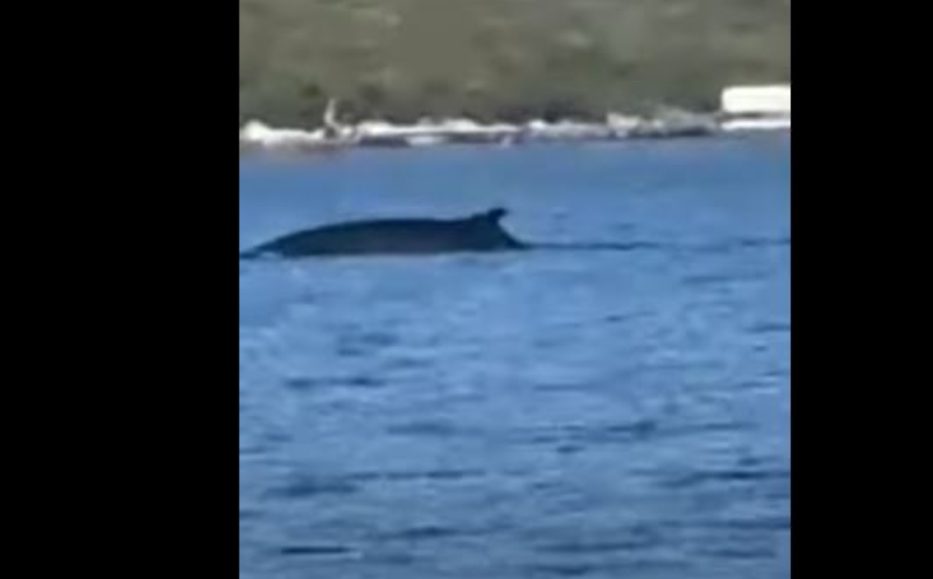 Balena shfaqet në ujërat e gjirit të Vlorës