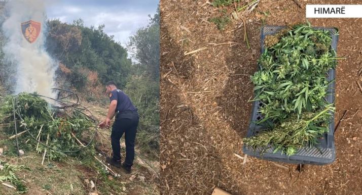 Himarë: Sekuestrohen 121 kilogramë kanabis 