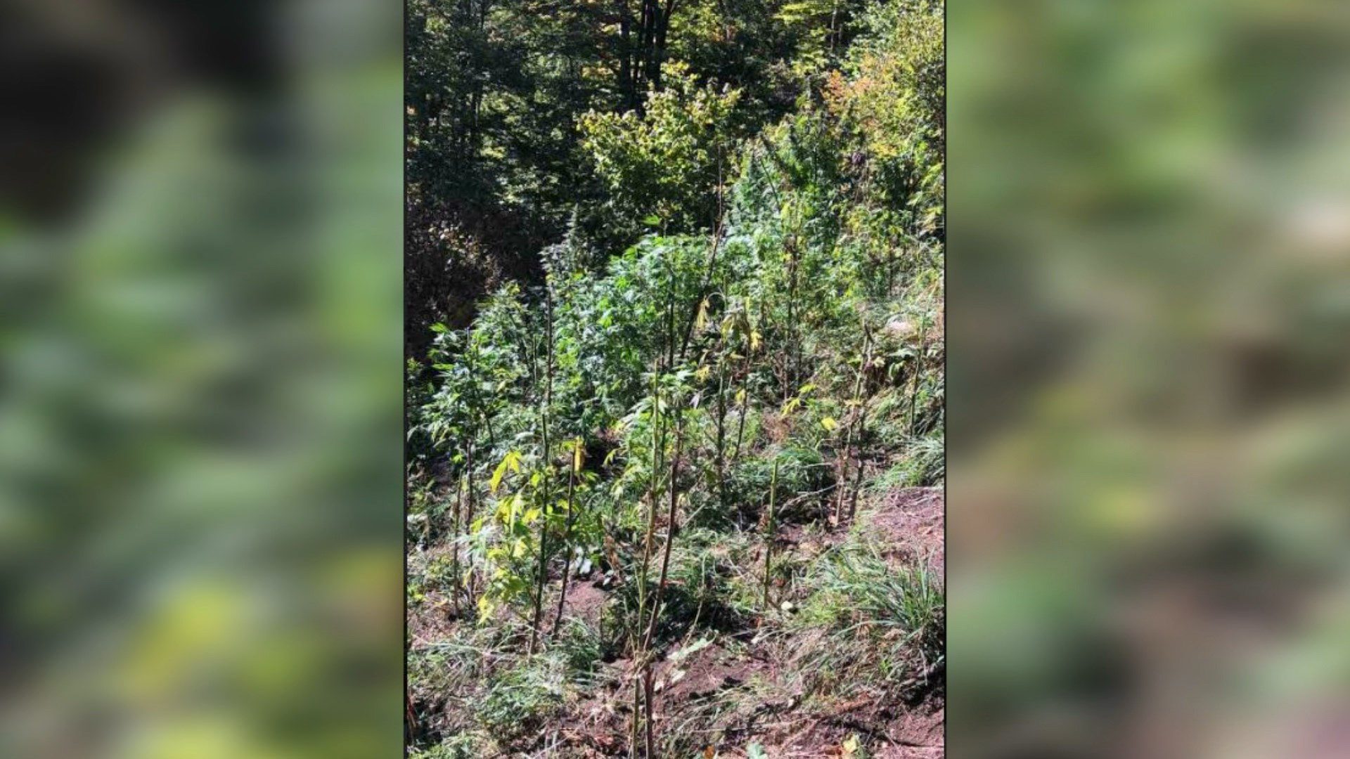 Podujevë: Gjenden tri plantacione me bimë narkotike, lloji kanabais sativa