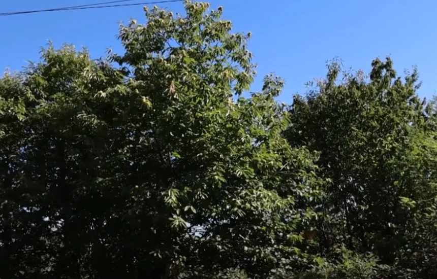 Shtetasi i Shqipërisë zhduket në mal gjatë mbledhjes së gështenjave, nisin kërkimet