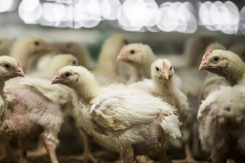 Kosova ndalon importin e shpezëve nga Italia, shkak gripi i shpezëve