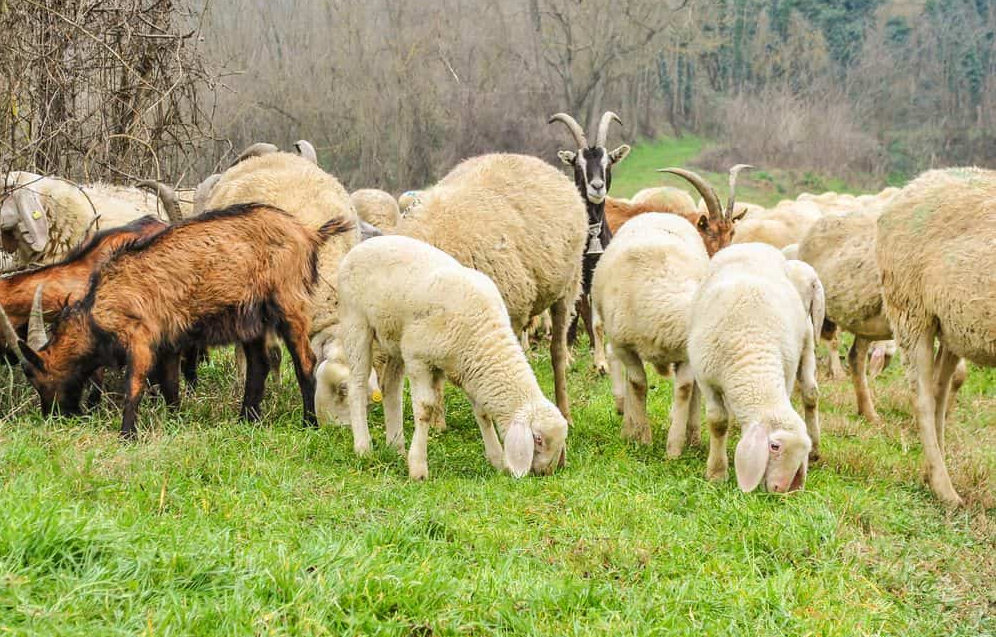 AUV kthen në Shqipëri mbi 500 kafshë që u futën ilegalisht në Kosovë