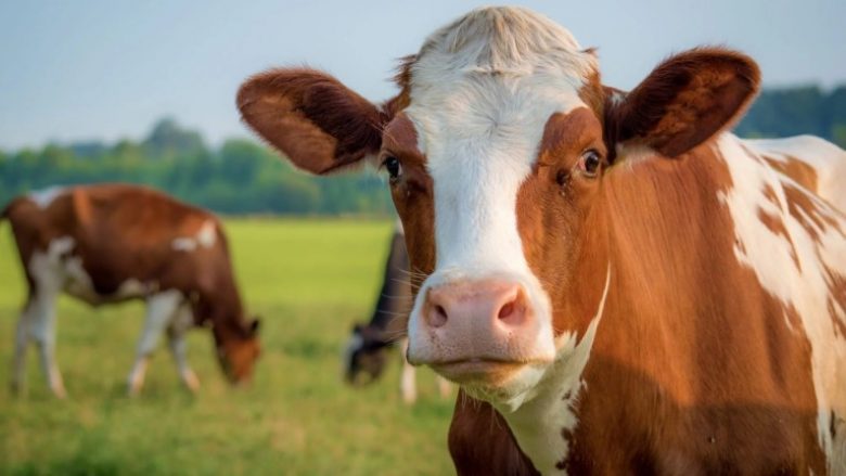 Kontrabandohen 22 krerë gjedhi nga Maqedonia e Veriut