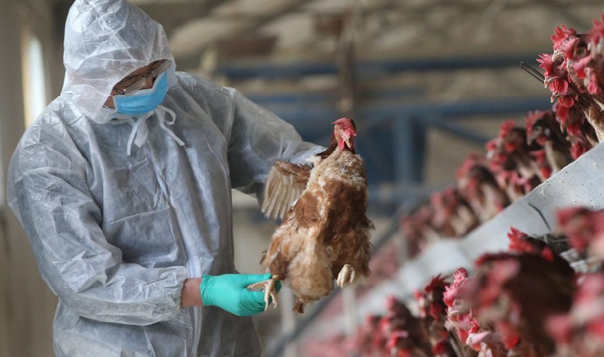 SHBA: Një person humb jetë pas infektimit me llojin H5N5