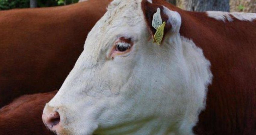 Viti: Një burrë kapet me dy lopë në veturë që tentoi t’i transportonte ilegalisht