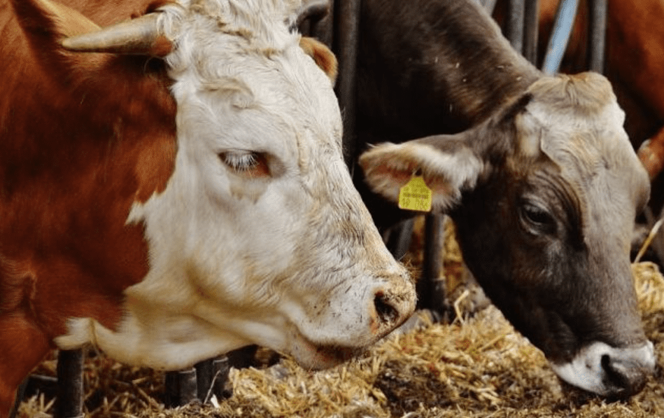 AUV heq ndalesën e importit për kafshët e gjalla dhe shpezët nga Shqipëria