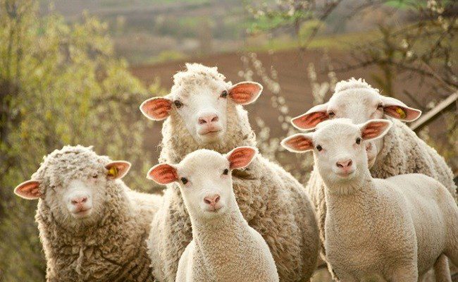 Ndalohet importi i deleve dhe dhive nga Maqedonia e Veriut