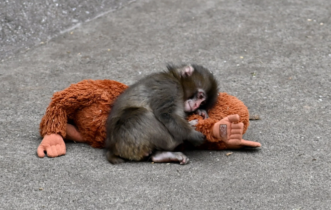 Majmuni i vogël i braktisur nga nëna më në fund është pranuar në një familje