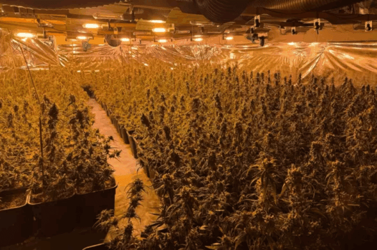 Policia gjermane zbulon plantacionin e kanabisit të shqiptarëve