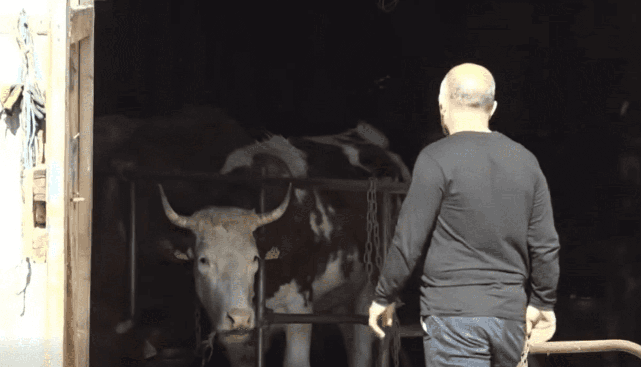 Sëmundja e brucelozës kërcënon blegtorinë në Viti