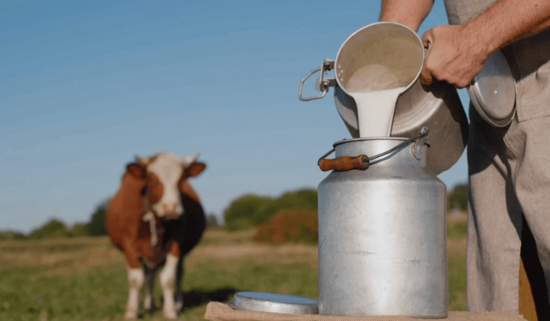 Komuna e Mitrovicës ofron 10 cent subvencion për çdo litër qumështi të prodhuar