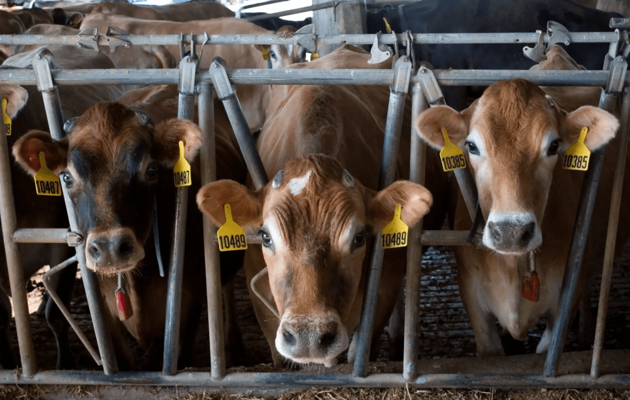 Në Viti asgjësohen 13 gjedhë të infektuara me brucillozën dhe tuberkulozin