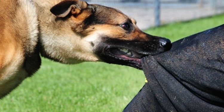 Shkoi ta vizitojë nënën e sëmurë në QKUK, përfundon si pacient nga kafshimi i qenve endacakë