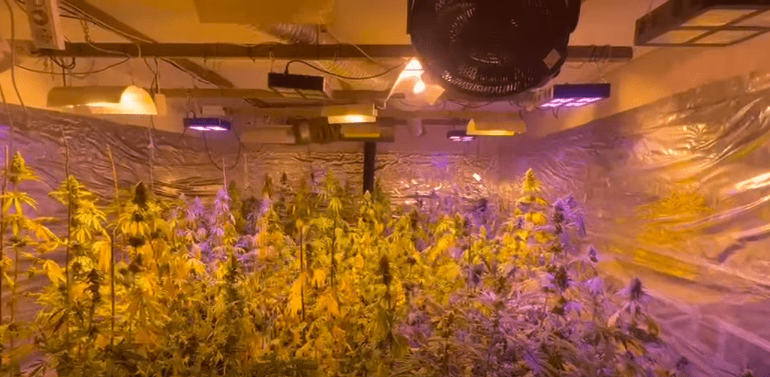 Prokuroria për aksionin anti-drogë në Pejë: Shkatërrohet laborator kanabisi, i dyshuari dërgohet në mbajtje për 48 orë