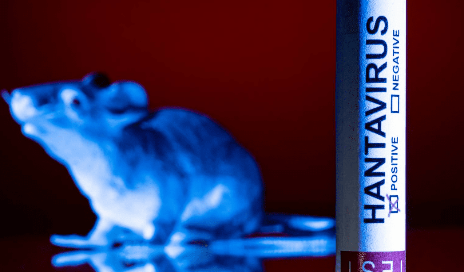 OBSh: Pritet që të ketë më shumë raste me hantavirus