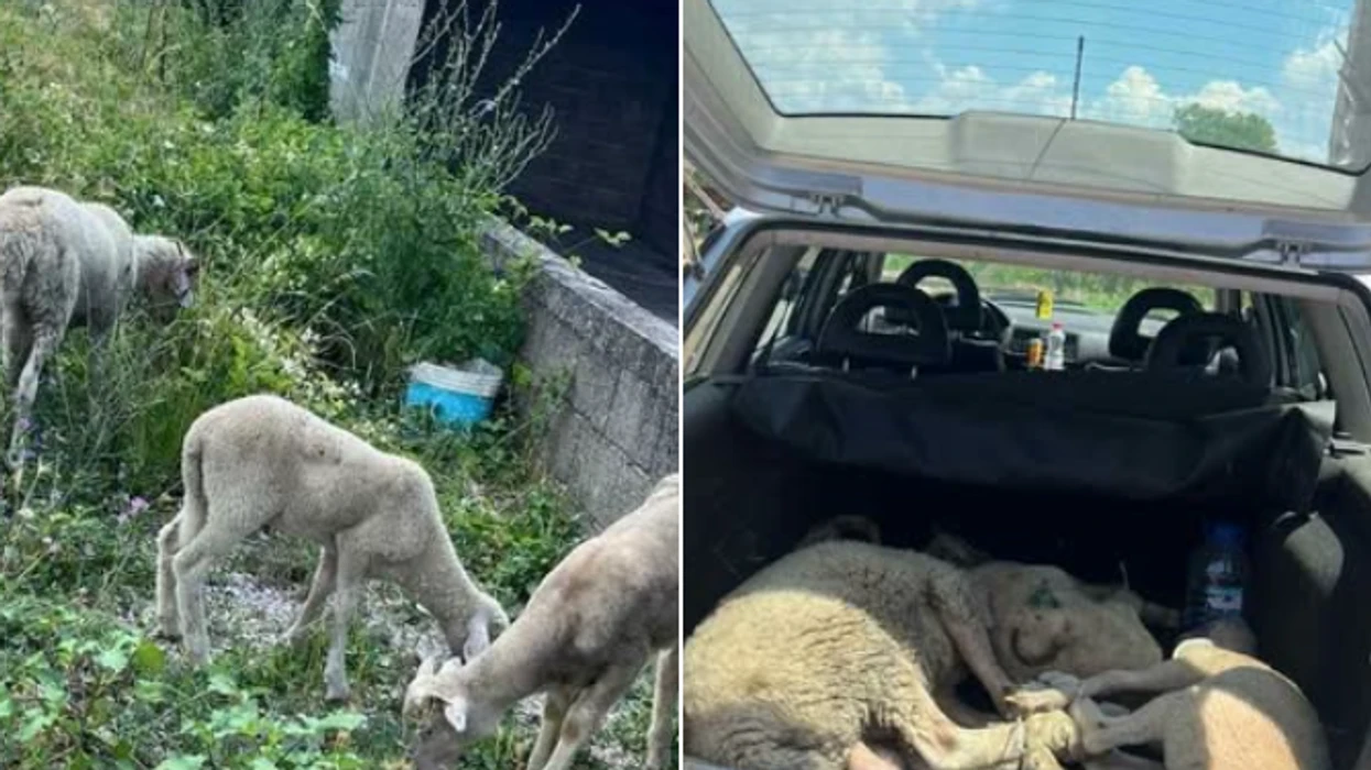 Arrestohet i dyshuari që vodhi disa qengja në Prizren, dërgohet në në mbajtje