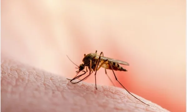 IKSHPK: Mbrohuni nga malaria dhe pickimet e mushkonjave