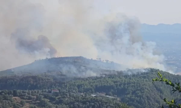 Zjarret dogjën 1.225 hektarë pyje në Shqipëri, Vlora më e dëmtuara